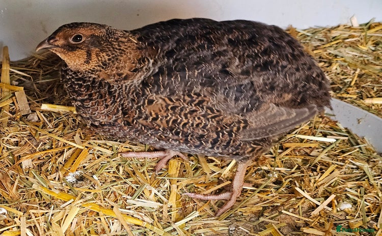 Quail poultry - Advert 1