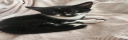 Mixed Breed cats for sale: 2 new born kittens in Enfield - Advert 5