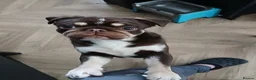 Pug dogs for sale: Chocolate male pug in Blackburn - Advert 3