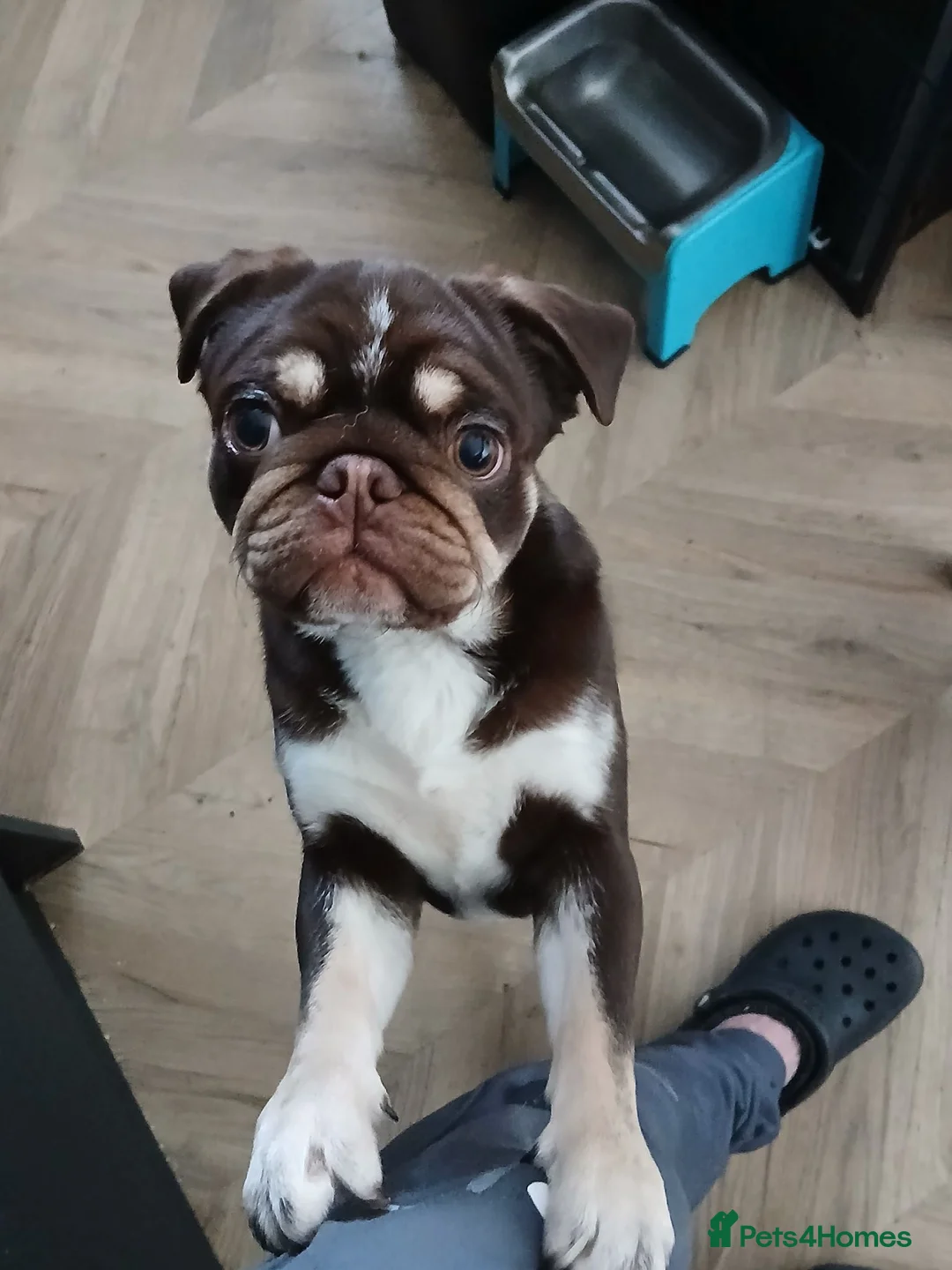 Pug dogs for sale: Chocolate male pug in Blackburn - Advert 3