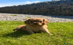 Cavalier King Charles Spaniel dogs for sale: Stunning cavalier King Charles spaniel puppies. - Image 16