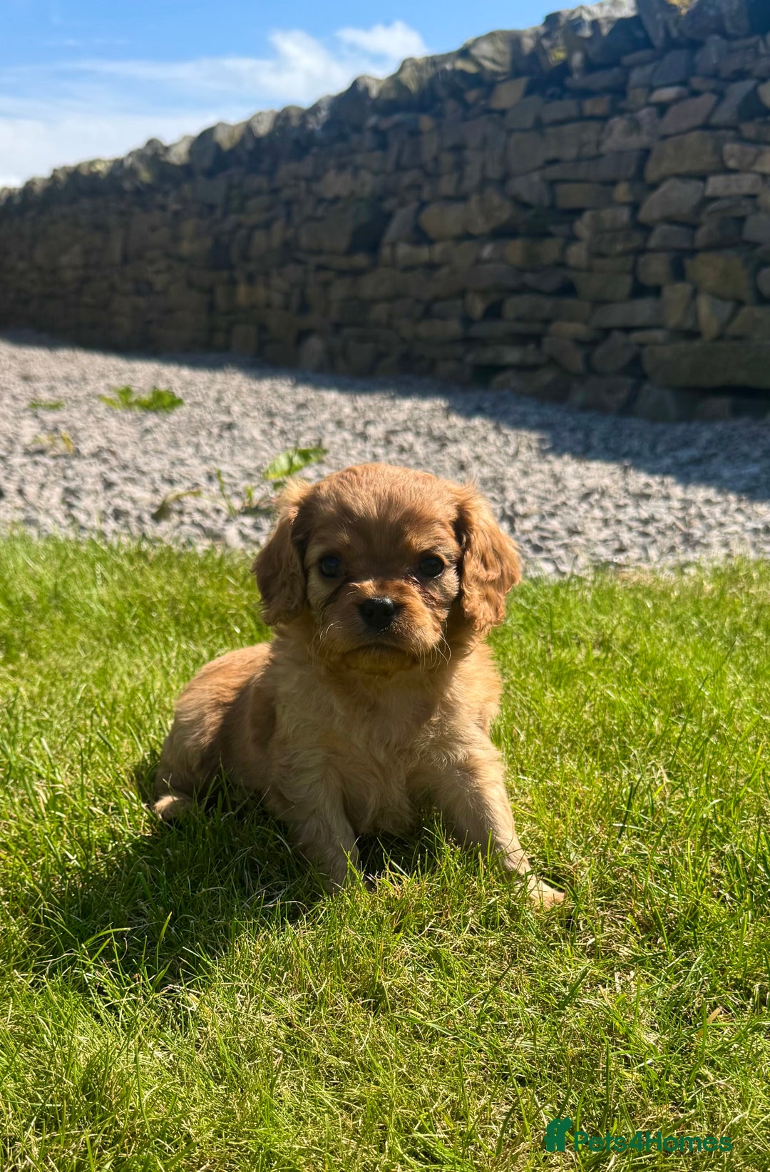 Cavalier King Charles Spaniel dogs for sale: Stunning cavalier King Charles spaniel puppies. - Image 16