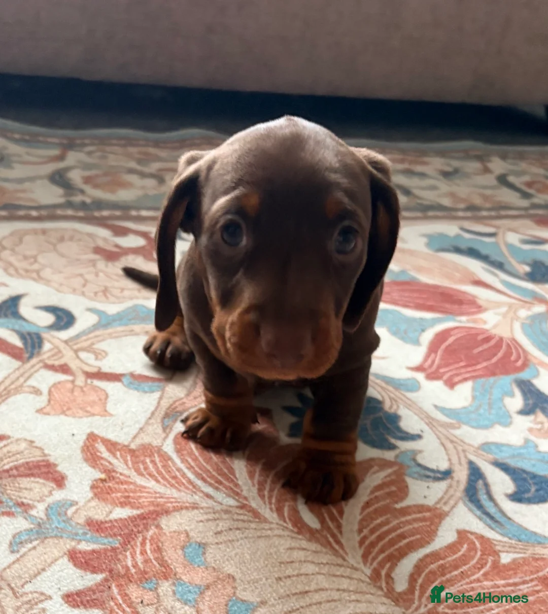 Dachshund dogs for sale: Dachshund adorable male Trio - Advert 13