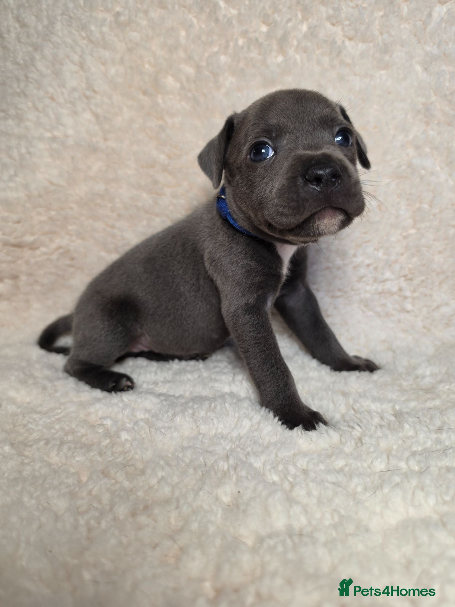 Staffordshire Bull Terrier dogs ⭐️ LAST REMAINING BOY ⭐️ WORLD CUP LITTER ⚽️ - Advert 2