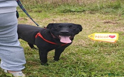 Mixed Breed dogs for adoption: 💖🐶 NICOL 🐶💖 - Image 7