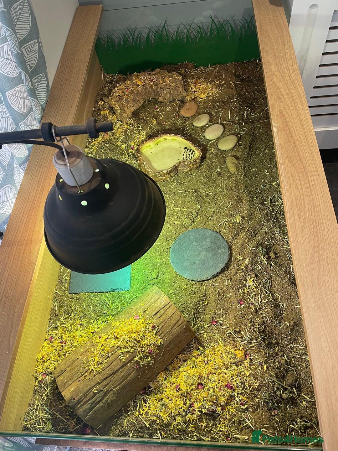 Hermann Tortoise reptiles for sale: Male Hermann Tortoise 5 years old with enclosure  - Advert 9