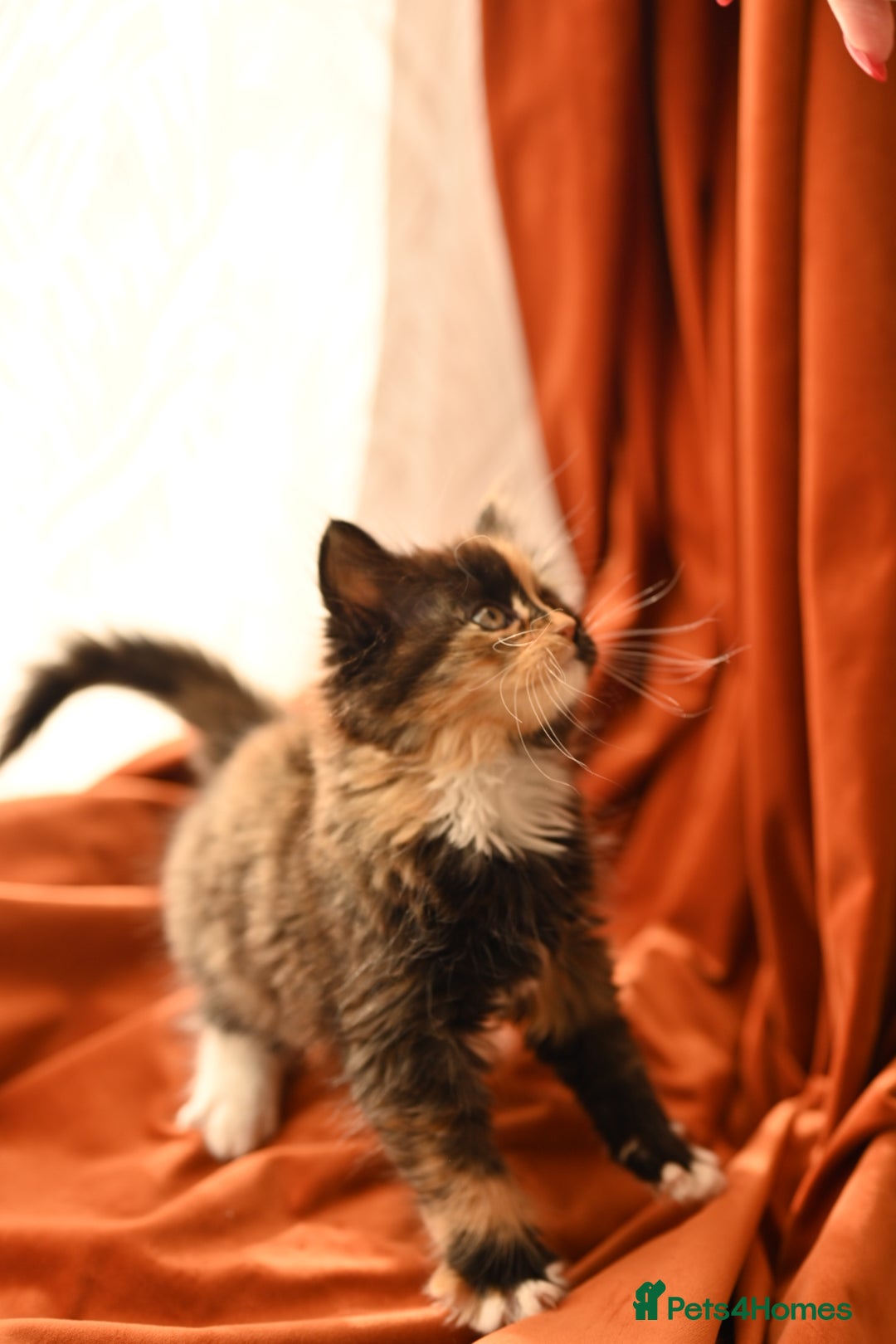 British Longhair cats for sale: 4 British Longhair x Persian Chinchilla Kittens  - Image 15