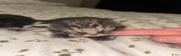 Mixed Breed cats for sale: 5 beautiful Tabby’s mixed breed  in Manchester - Advert 14