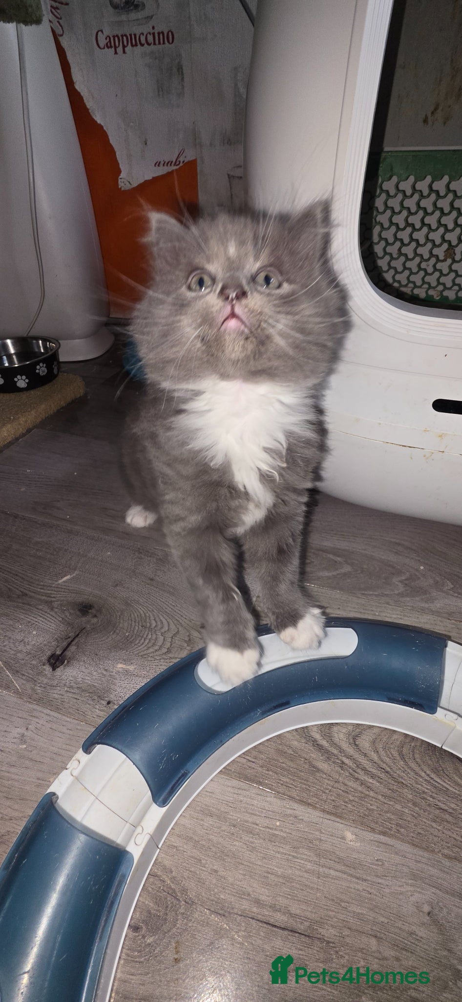 Mixed Breed cats Adorable Mainecoon kittens  - Advert 6