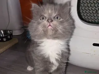 Mixed Breed cats Adorable Mainecoon kittens - Advert 2
