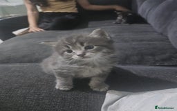 Maine Coon cats for sale: 3 lynx mainecoon kittens ready for forever homes - Image 5