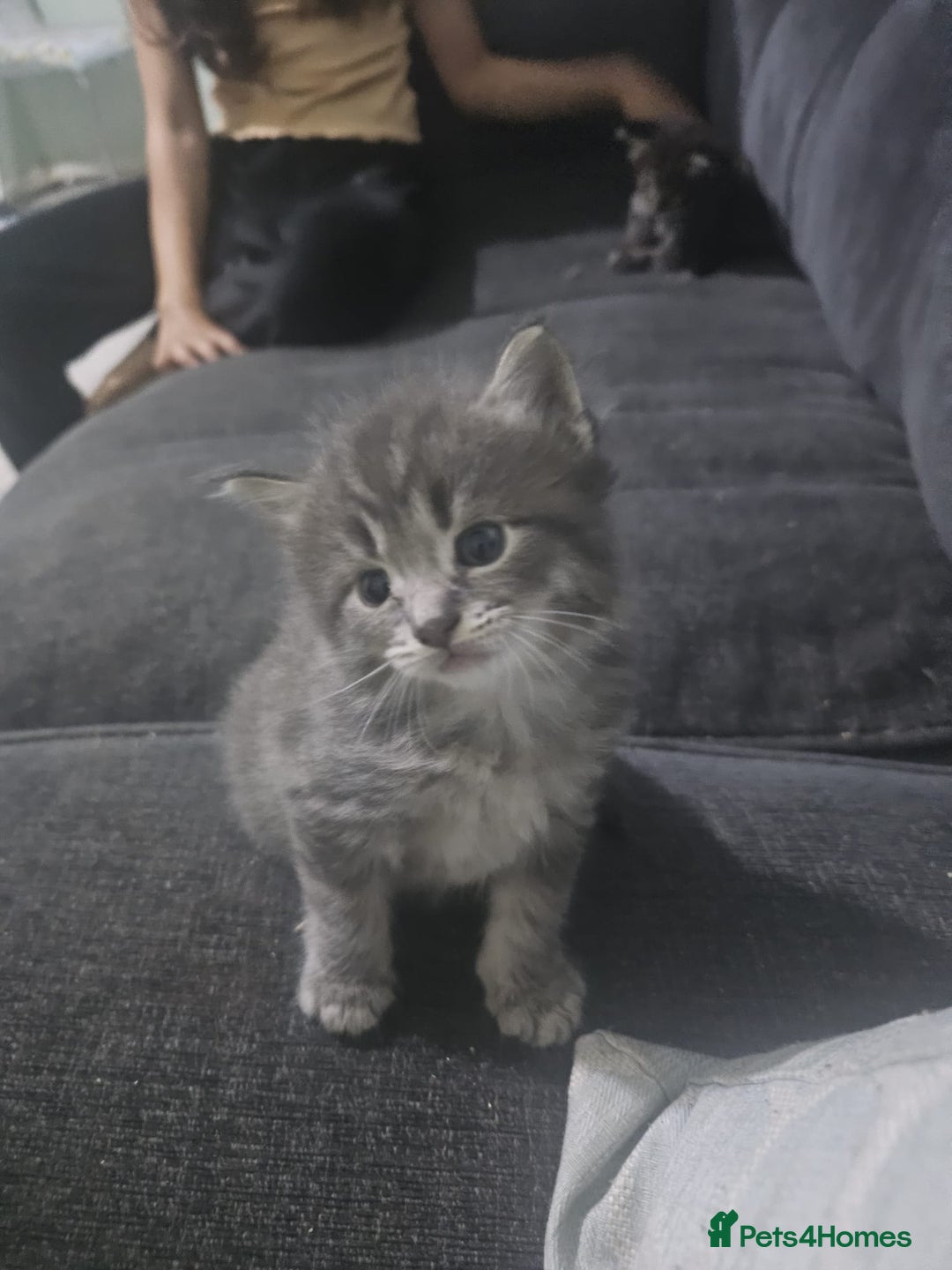 Maine Coon cats for sale: 3 lynx mainecoon kittens ready for forever homes - Image 5
