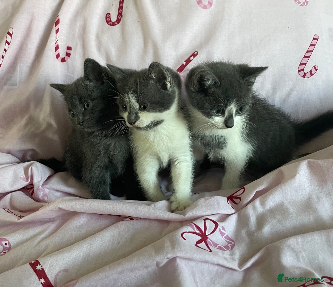Mixed Breed cats for sale: Fluffy grey kittens 🐾 3 males available  - Advert 2