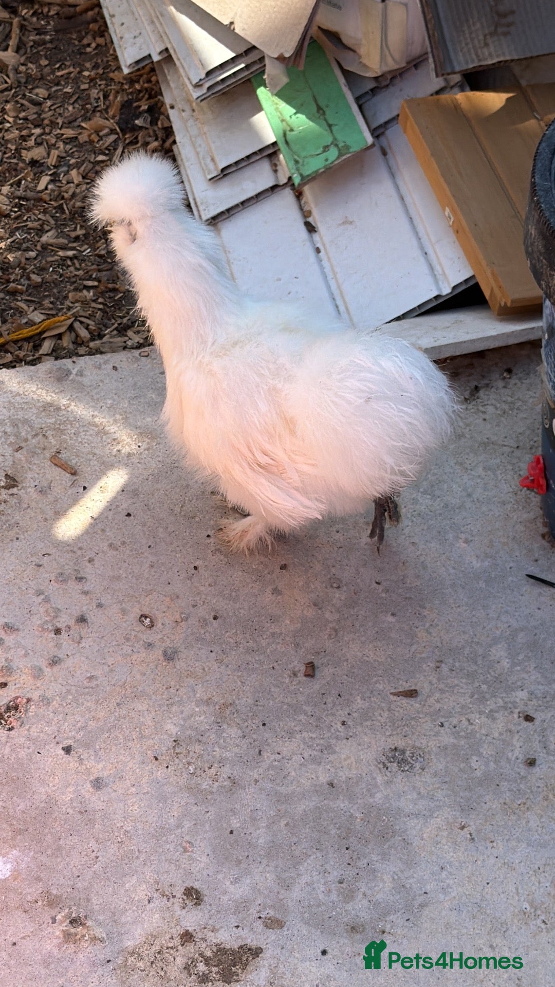 Chickens poultry Silkies chickens  - Advert 19
