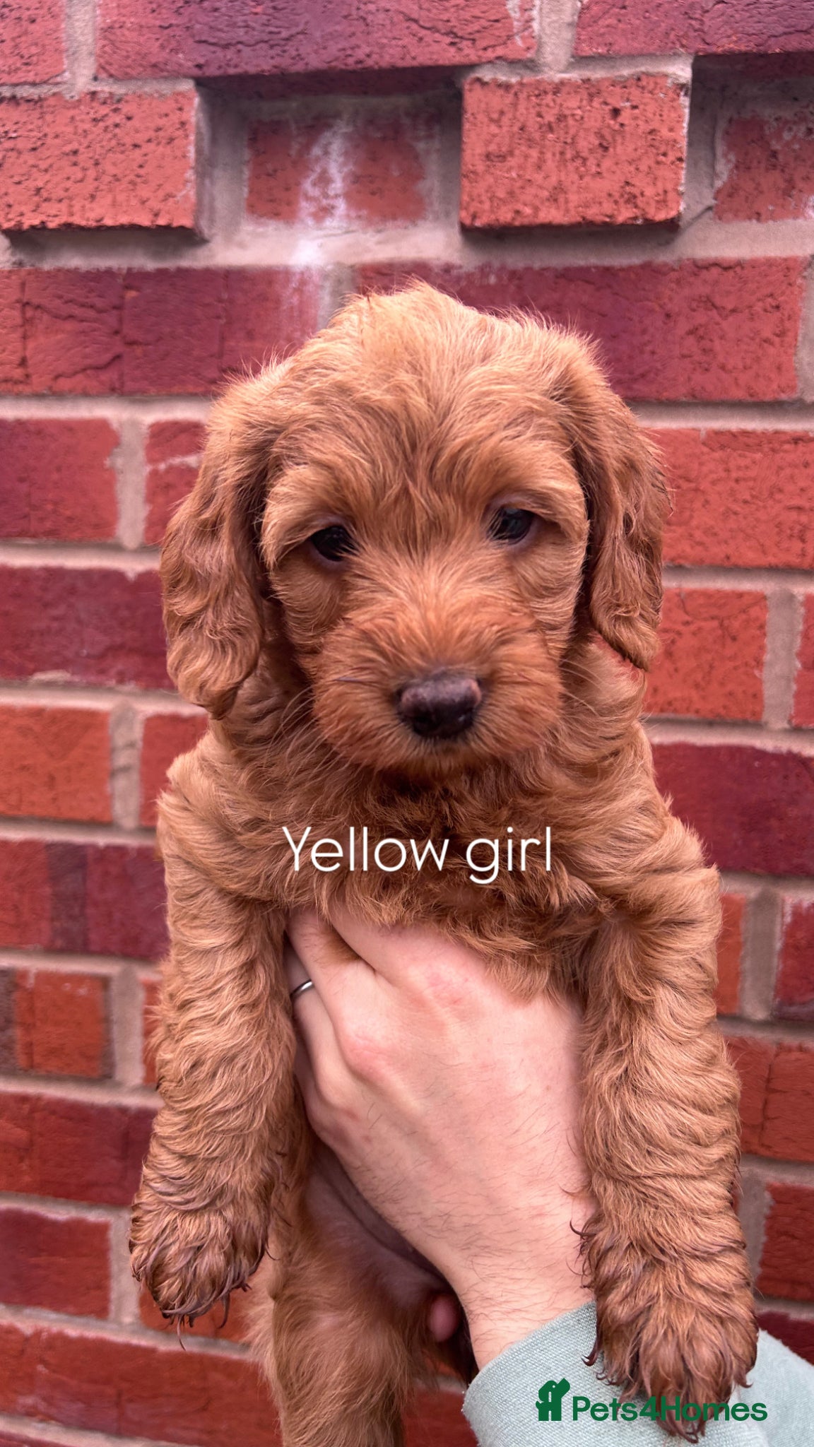 Labradoodle dogs Stunning fox red F1 Labradoodle puppies. - Advert 3