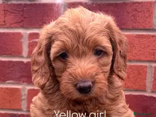 Labradoodle dogs Stunning fox red F1 Labradoodle puppies. - Advert 3