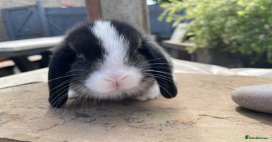 Mini Lop rabbits - Advert 10