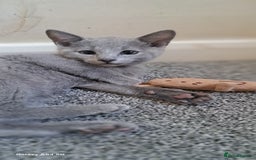 Russian Blue cats for sale: TICA 5* Pedigree Russian Blue Kittens - Image 18