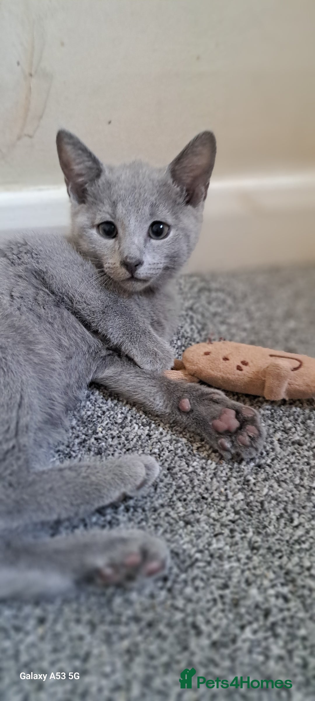 Russian Blue cats for sale: TICA 5* Pedigree Russian Blue Kittens - Image 18