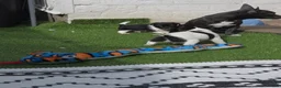 Mixed Breed dogs for sale: King Charles Cavalier x  - Advert 14