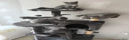 British Shorthair cats for sale: 🐾 Adorable British Shorthair Mix Kittens ! 🐱❤️ - Advert 14