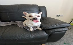 Chihuahua dogs for adoption: 🐾  BARRY - Friendly, Energetic Chihuahua Boy - Image 2