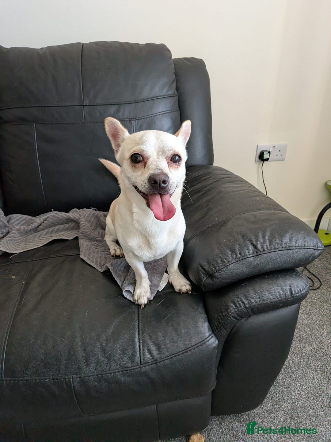 Chihuahua dogs for adoption: 🐾  BARRY - Friendly, Energetic Chihuahua Boy - Image 2