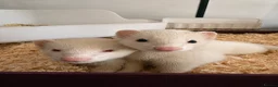 Ferret rodents for sale: Male and female ferrets  in Sunderland - Advert 3