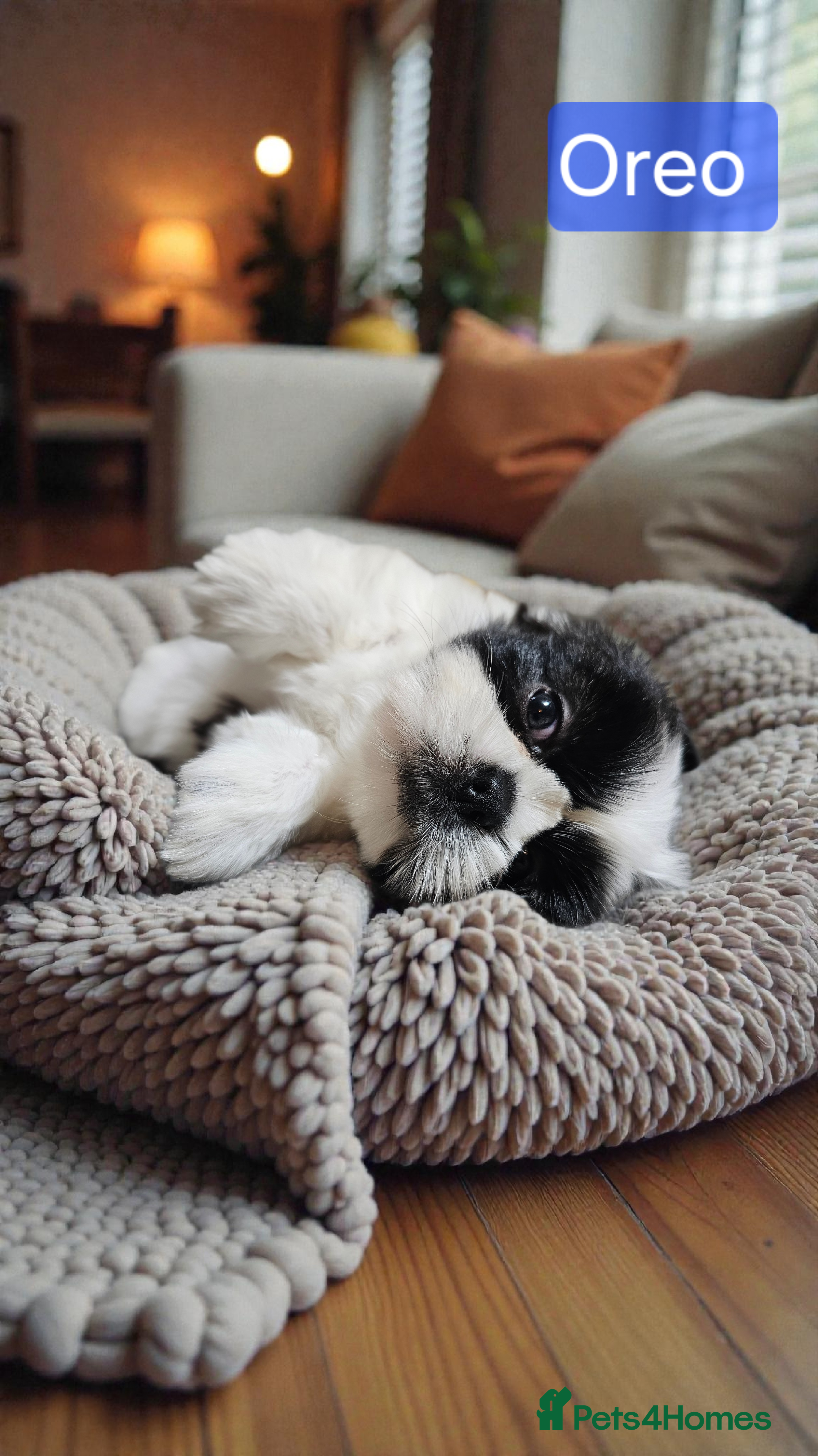 Shih Tzu dogs ONLY TODAY £200 OFF 💞 QUALITY STANDARD SHIH TZU  - Advert 10