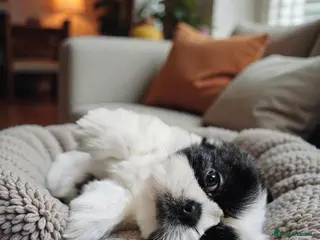 Shih Tzu dogs ONLY TODAY £200 OFF 💞 QUALITY STANDARD SHIH TZU - Advert 10