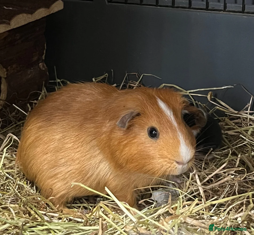 Guinea Pig rodents for sale: 4 x Guinea pig ginger boars available 12 weeks - Advert 2