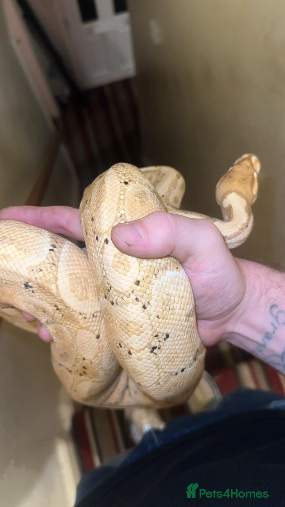 Python Snake reptiles for sale: Royal python  with setup - Advert 4