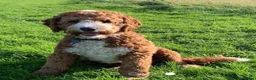 Australian Labradoodle dogs for sale: Multigen Australian Labradoodle - Advert 2
