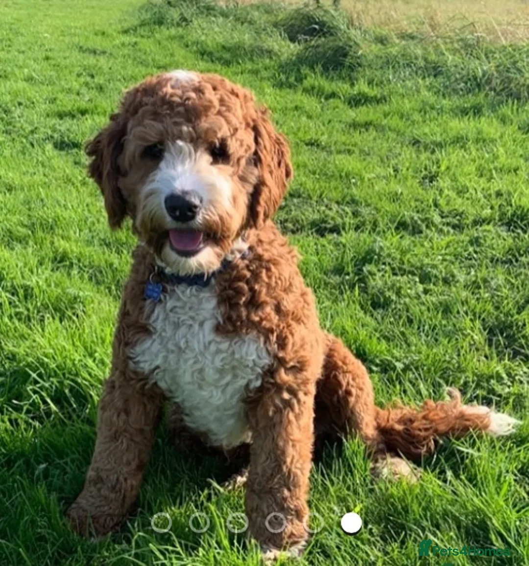 Australian Labradoodle dogs for sale: Multigen Australian Labradoodle - Advert 2