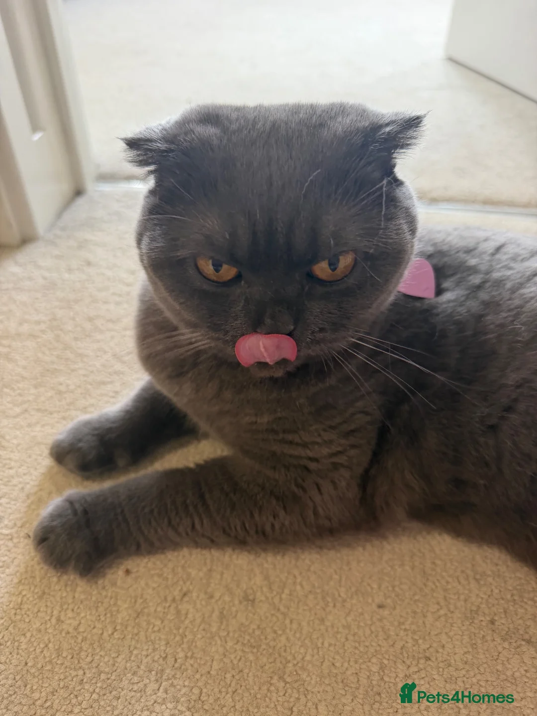 Scottish Fold cats for sale: 2 year old Scottish fold girl  - Advert 4