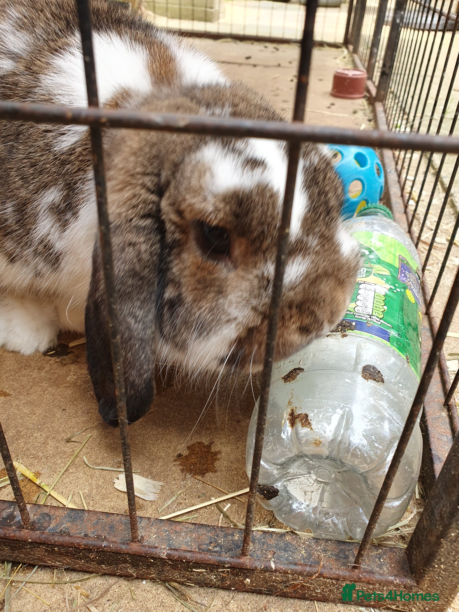 Mini Lop rabbits Spayed and neutered rabbits for adoption VAC rhd2  - Advert 2
