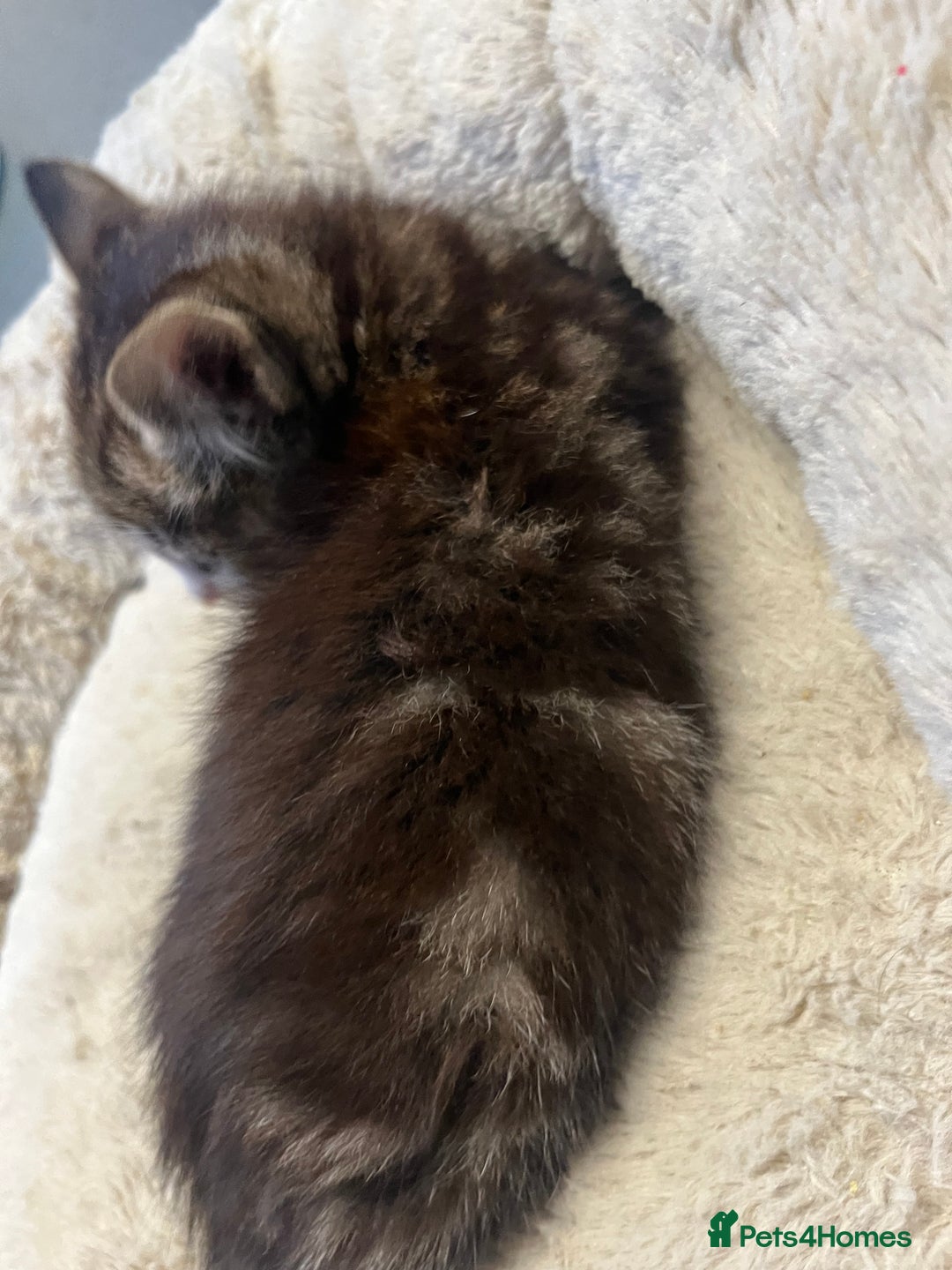 Mixed Breed cats for sale: 🐾 5 Stunning Boy & Girl Kittens  - Advert 11