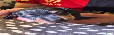 Brown Collar 