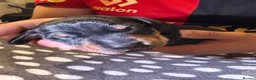 Dachshund dogs for sale: Dachshund Puppies - Ready to reserve - Advert 22