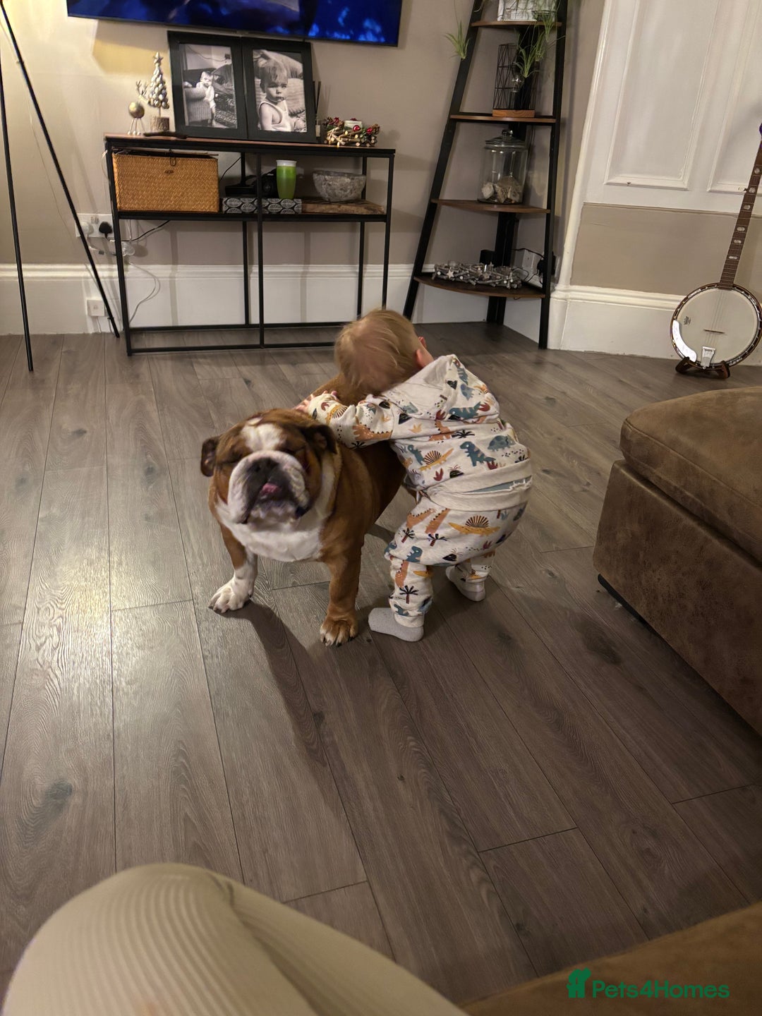 English Bulldog dogs for sale: English bulldog for rehoming  - Advert 7