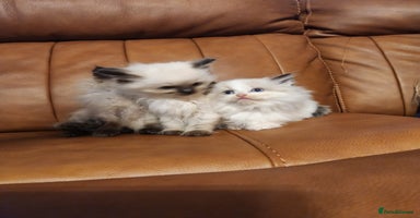 Ragdoll cats - Advert 5
