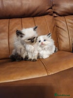 Ragdoll cats - Advert 5