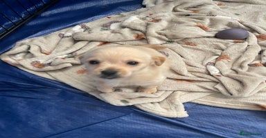 Mixed Breed dogs - Advert 4