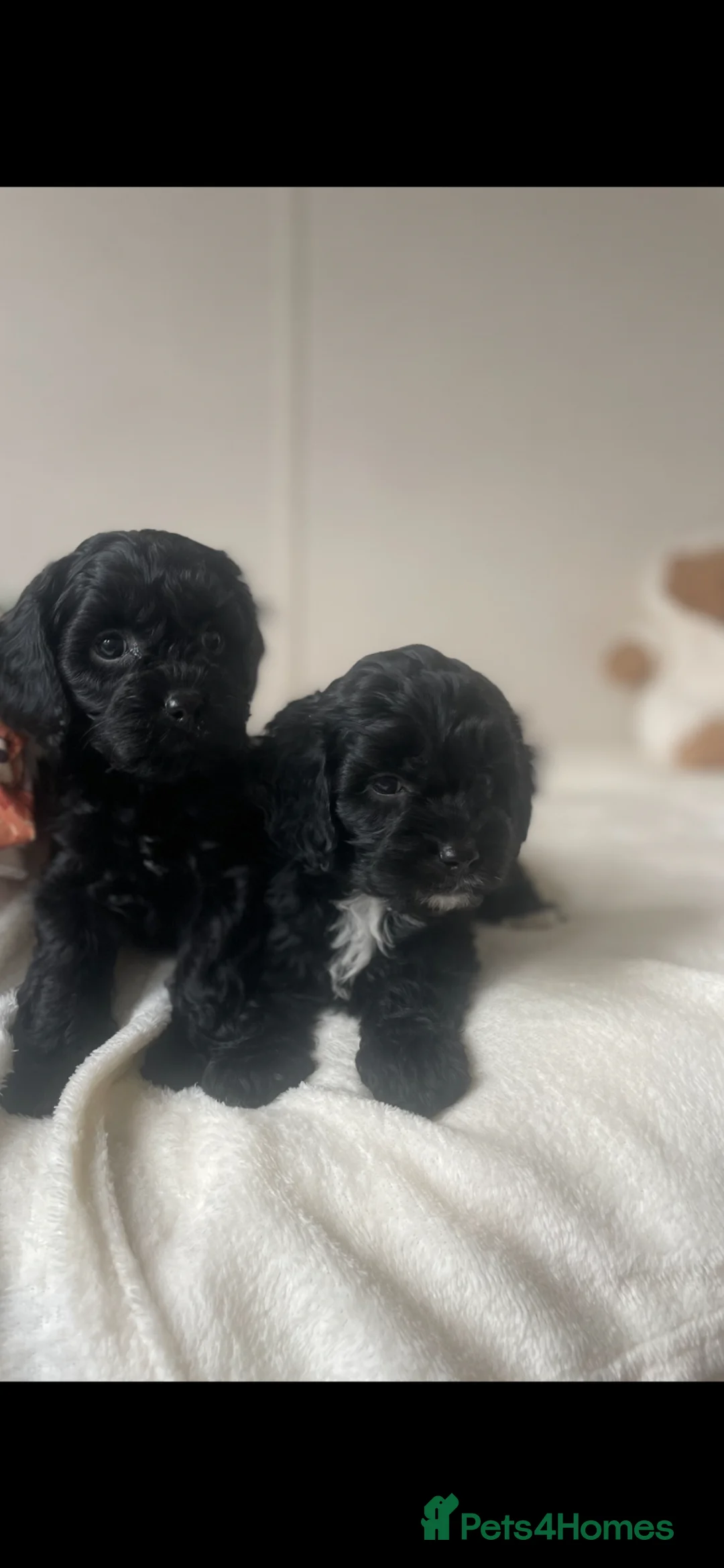 Cavapoo dogs for sale: Stunning  Cavapoo puppy  in Epsom - Advert 26