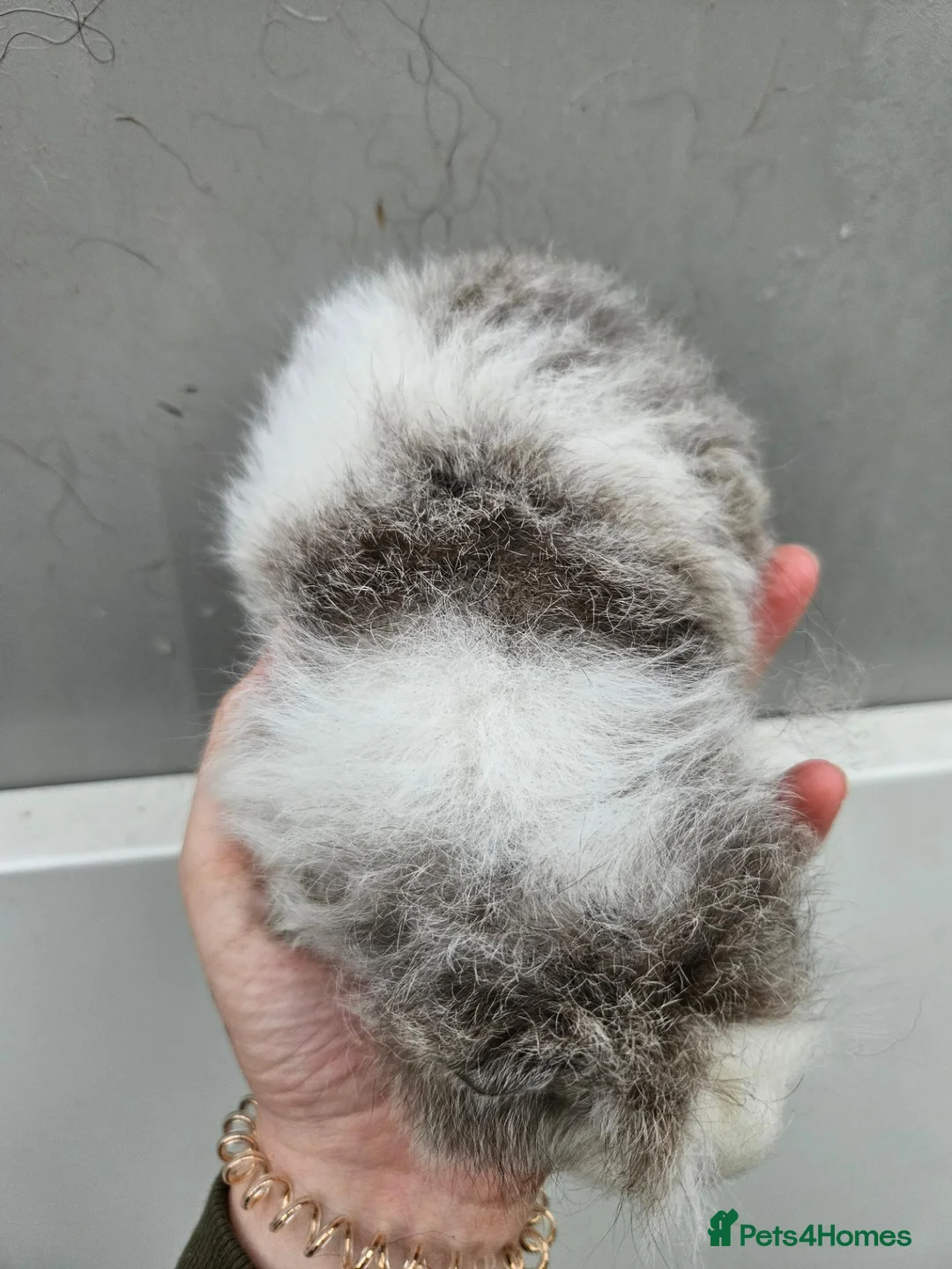 Guinea Pig rodents for sale: Baby swiss boars - Advert 11