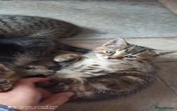 British Shorthair cats for sale: Beautiful tabby kittens - Image 6