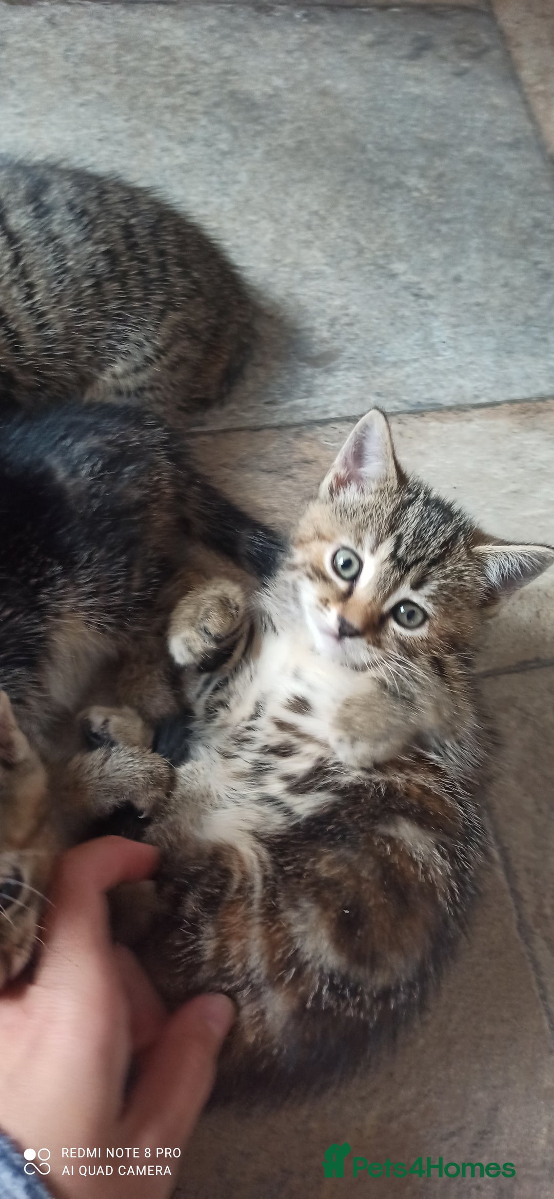 British Shorthair cats for sale: Beautiful tabby kittens - Image 6