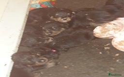 Rottweiler dogs for sale: Chunky big boned rottweilers  - Image 26