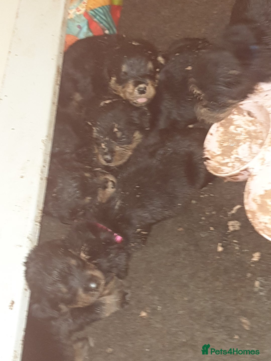 Rottweiler dogs for sale: Chunky big boned rottweilers  - Image 26