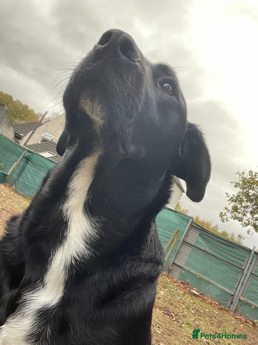 Mixed Breed dogs for adoption: SHEAMUS-a sensitive Soul for the right Human Match - Advert 9